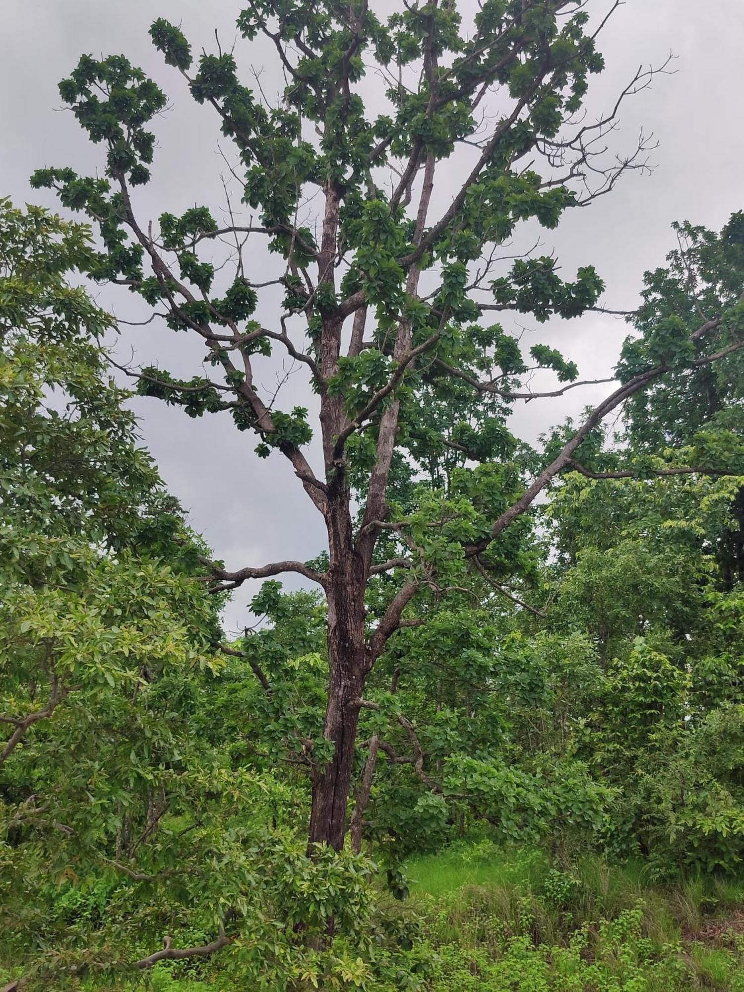 Surwahi Social Ecoestate Kanha Exterior photo